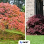 tamukeyama japanese maple