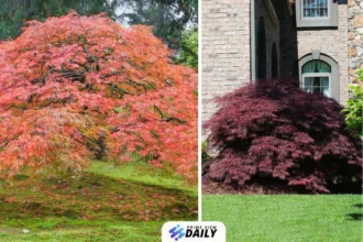 tamukeyama japanese maple