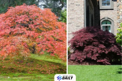 tamukeyama japanese maple